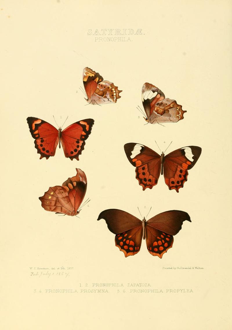 Illustrations of new species of exotic butterflies Pronophila I