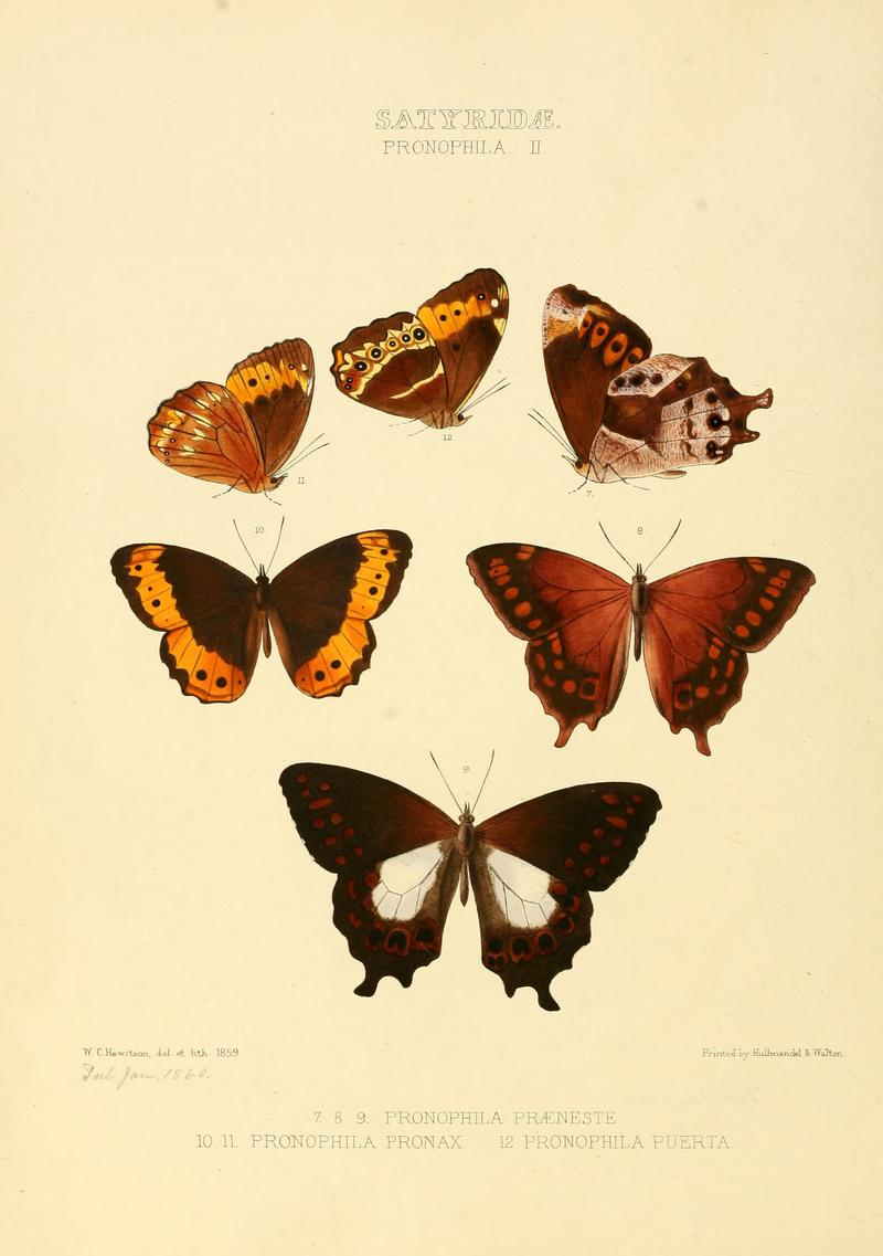 Illustrations of new species of exotic butterflies Pronophila II