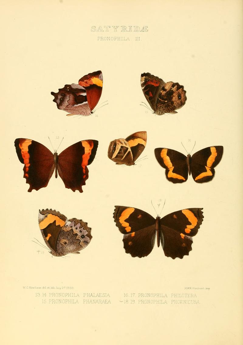 Illustrations of new species of exotic butterflies Pronophila III