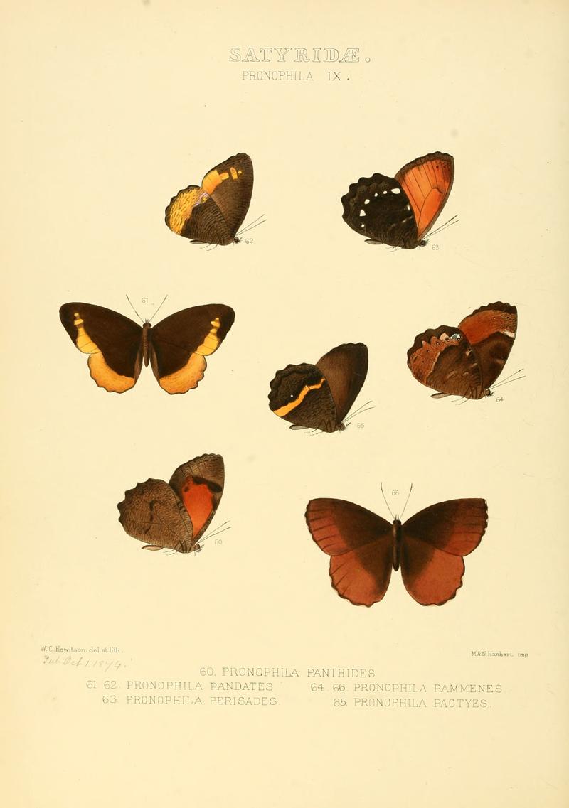 Illustrations of new species of exotic butterflies Pronophila IX