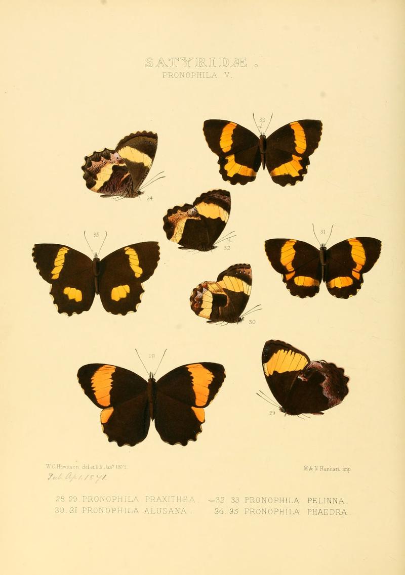 Illustrations of new species of exotic butterflies Pronophila V