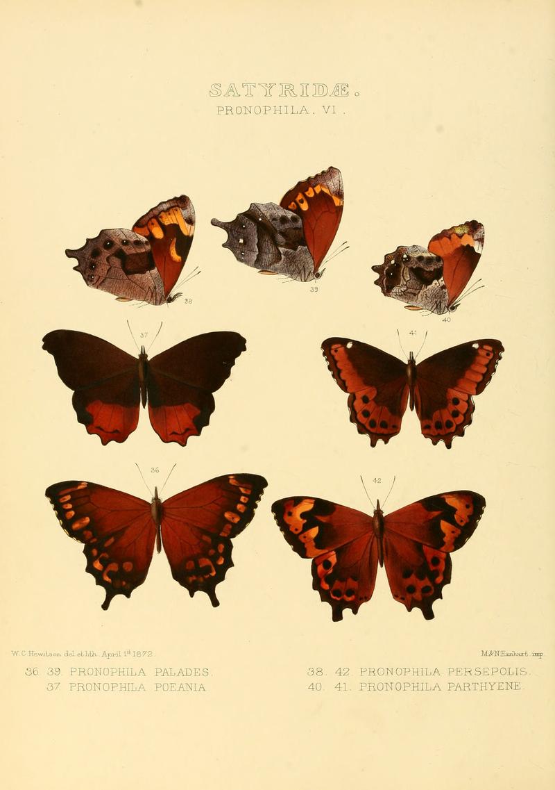 Illustrations of new species of exotic butterflies Pronophila VI