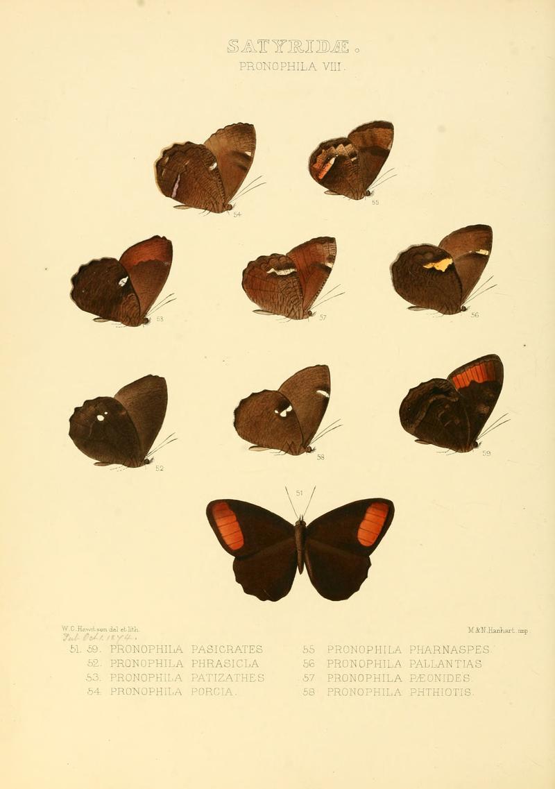 Illustrations of new species of exotic butterflies Pronophila VIII