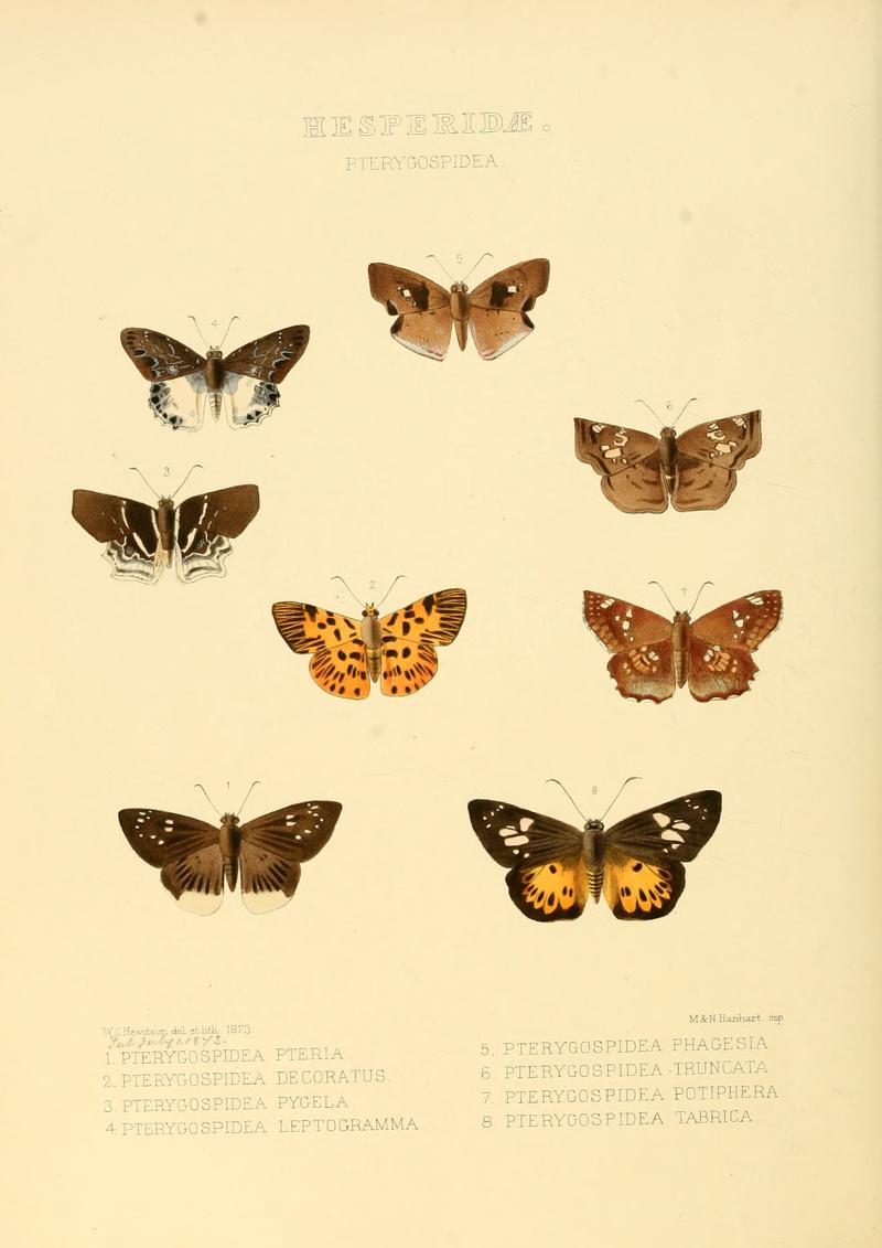 Illustrations of new species of exotic butterflies Pterygospidea