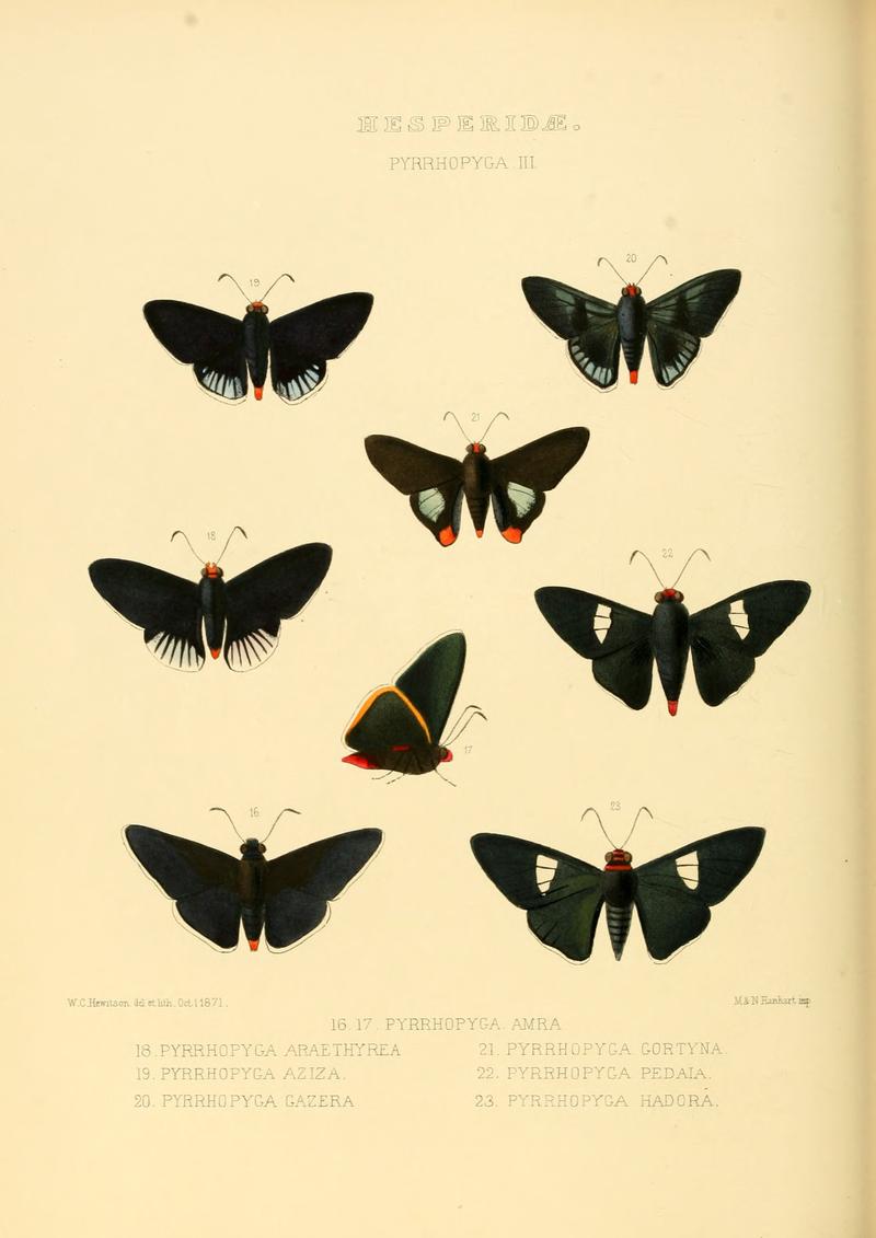 Illustrations of new species of exotic butterflies Pyrrhopyga III