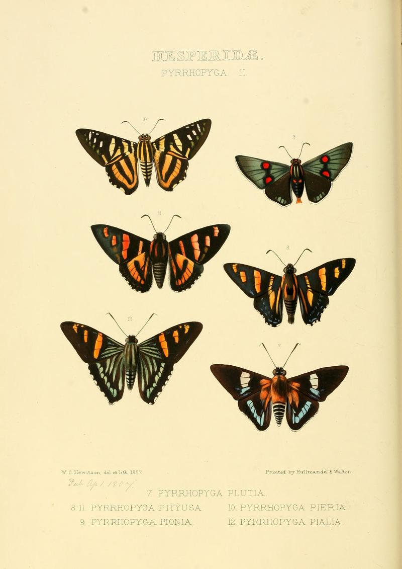 Illustrations of new species of exotic butterflies Pyrrhopyga II (1857)