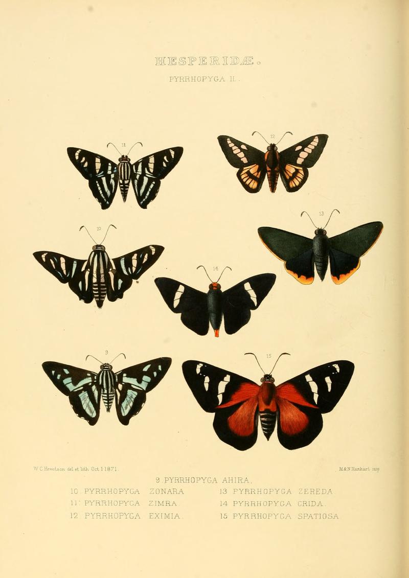 Illustrations of new species of exotic butterflies Pyrrhopyga II (1871)