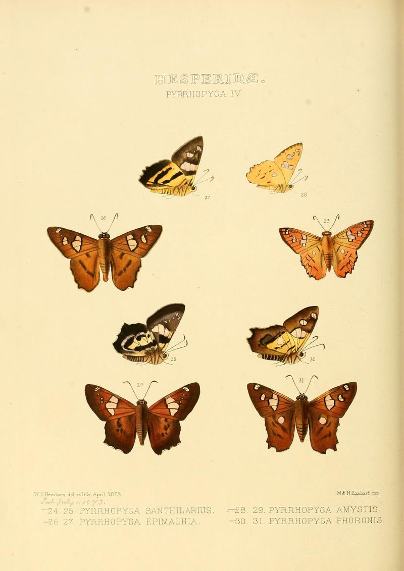 Illustrations of new species of exotic butterflies Pyrrhopyga IV