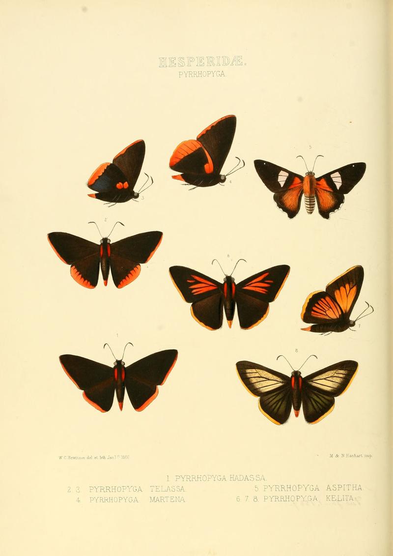 Illustrations of new species of exotic butterflies Pyrrhopyga I (1866)