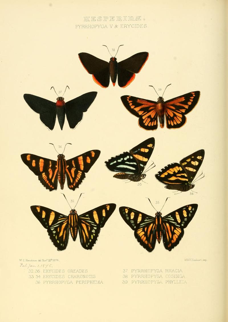 Illustrations of new species of exotic butterflies Pyrrhopyga V & Erycides