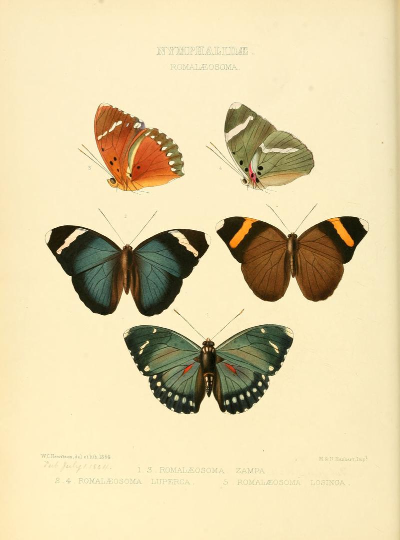 Illustrations of new species of exotic butterflies Romalæosoma I