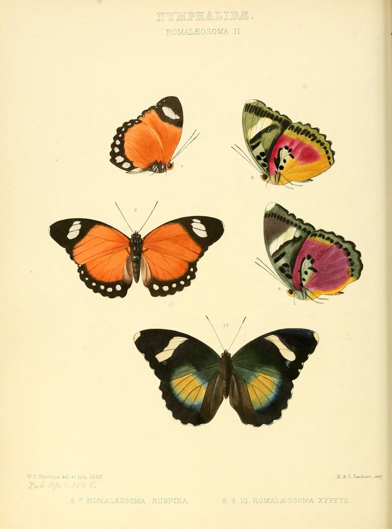 Illustrations of new species of exotic butterflies Romalæosoma II