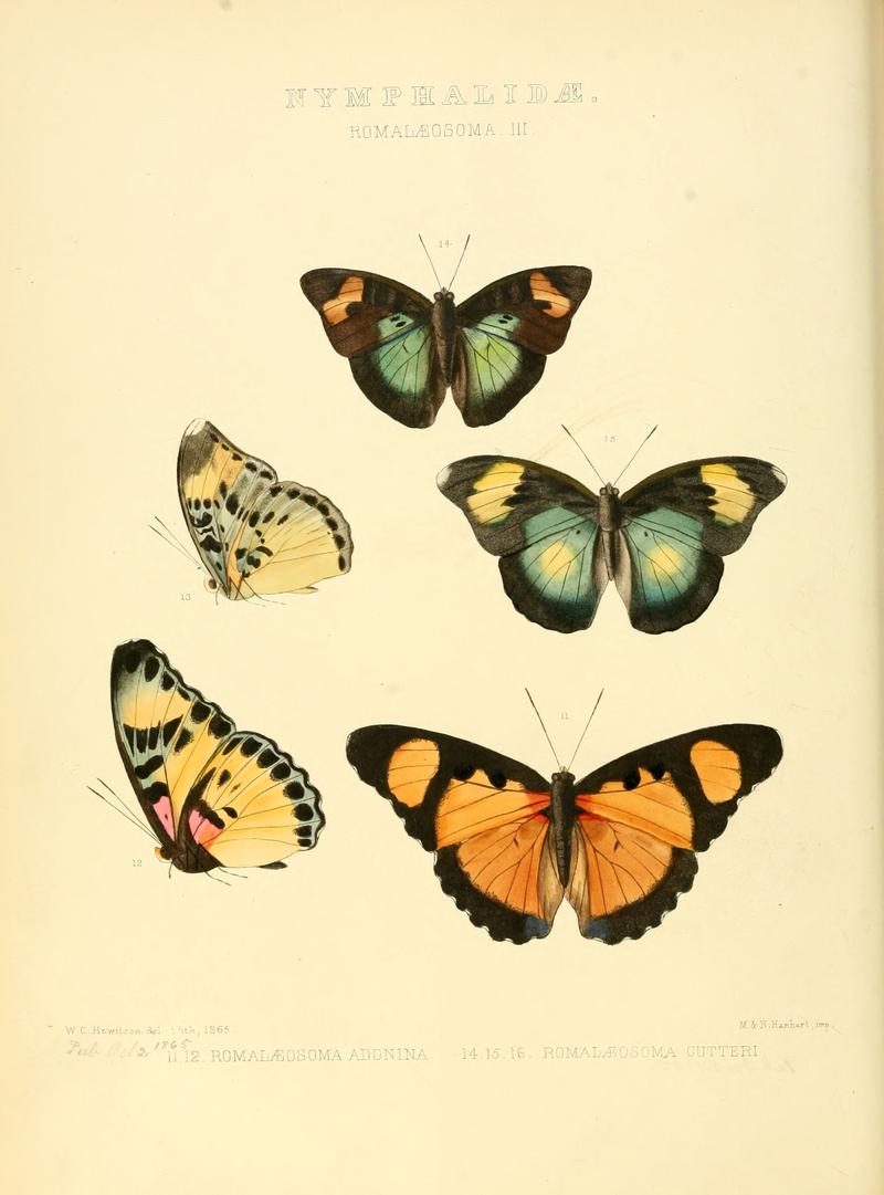 Illustrations of new species of exotic butterflies Romalæosoma III