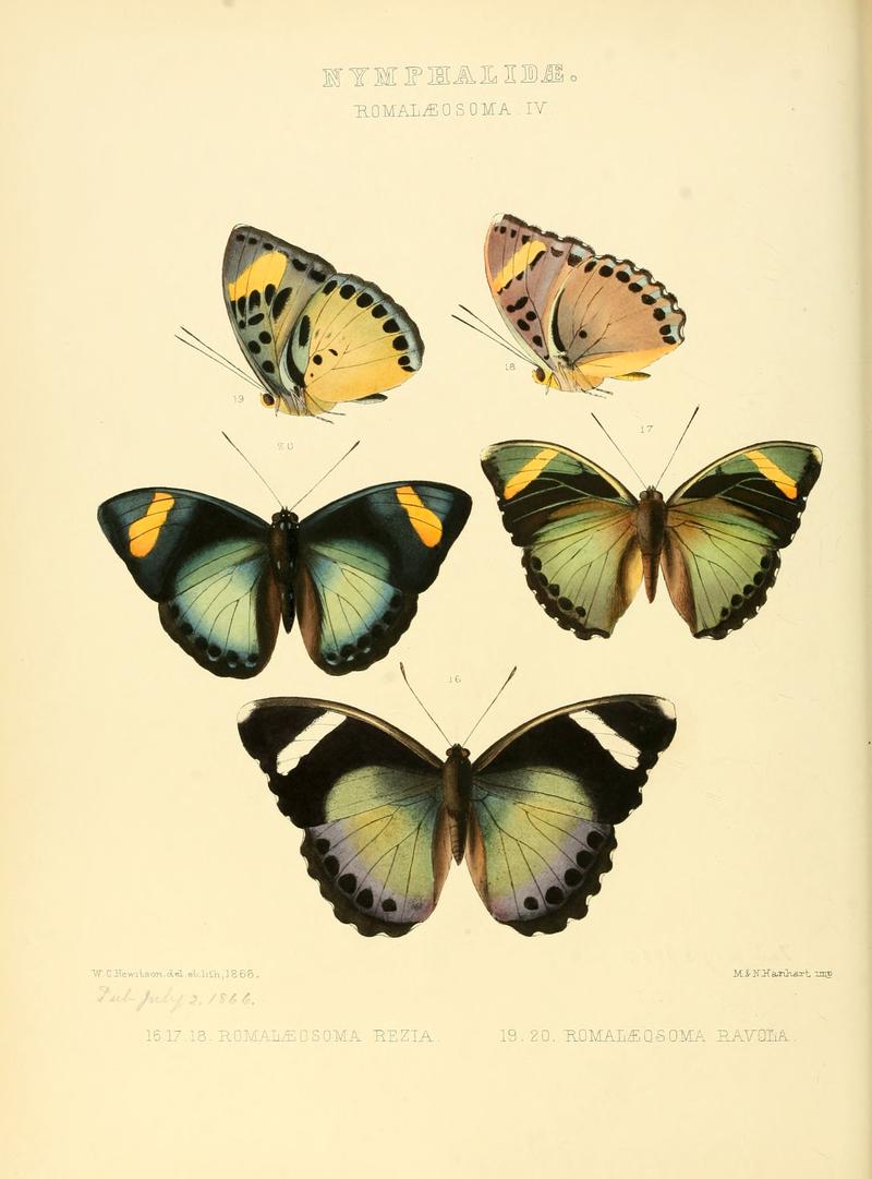 Illustrations of new species of exotic butterflies Romalæosoma IV