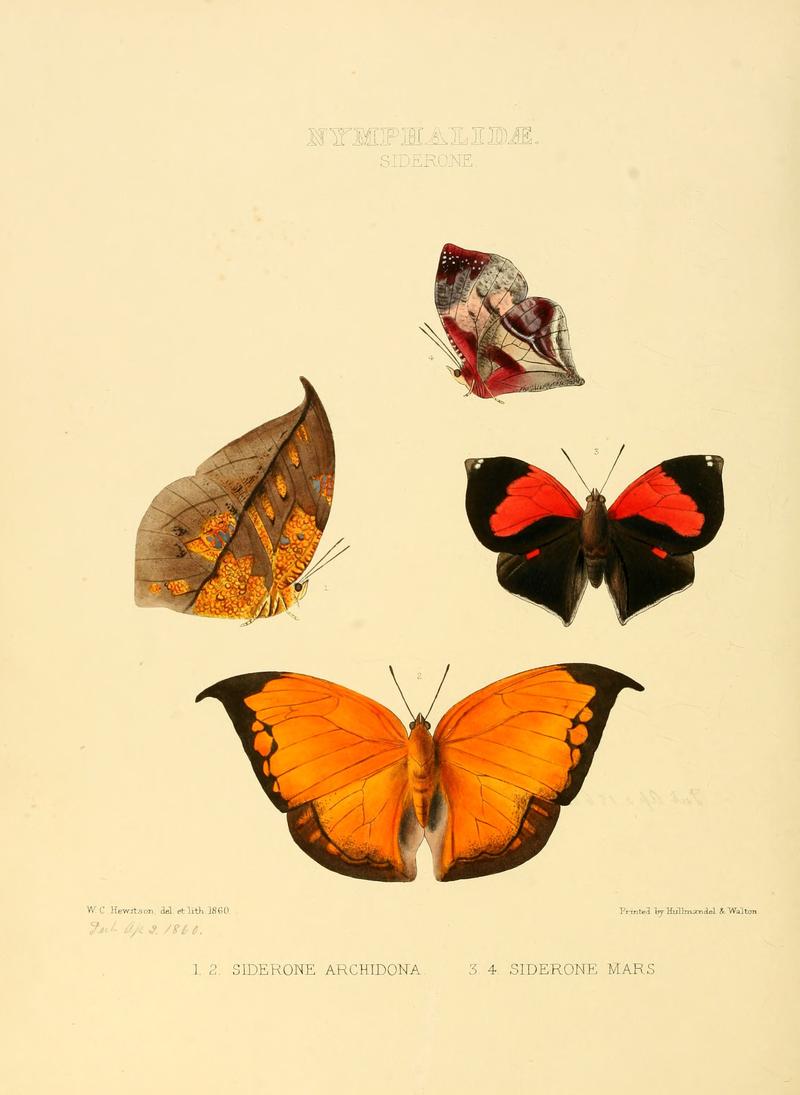 Illustrations of new species of exotic butterflies Siderone