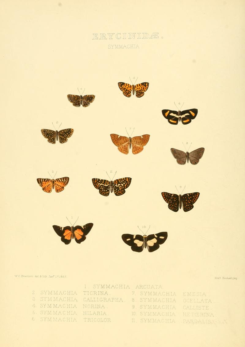 Illustrations of new species of exotic butterflies Symmachia I