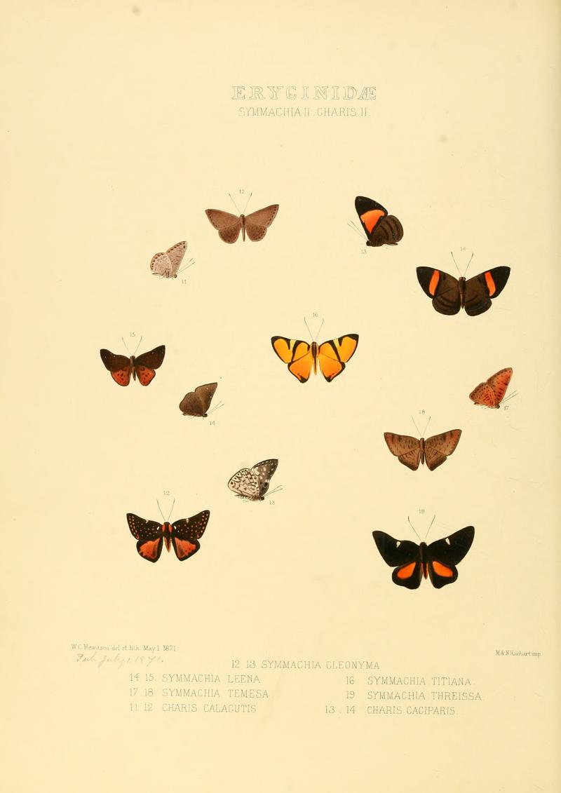 Illustrations of new species of exotic butterflies Symmachia II & Charis II