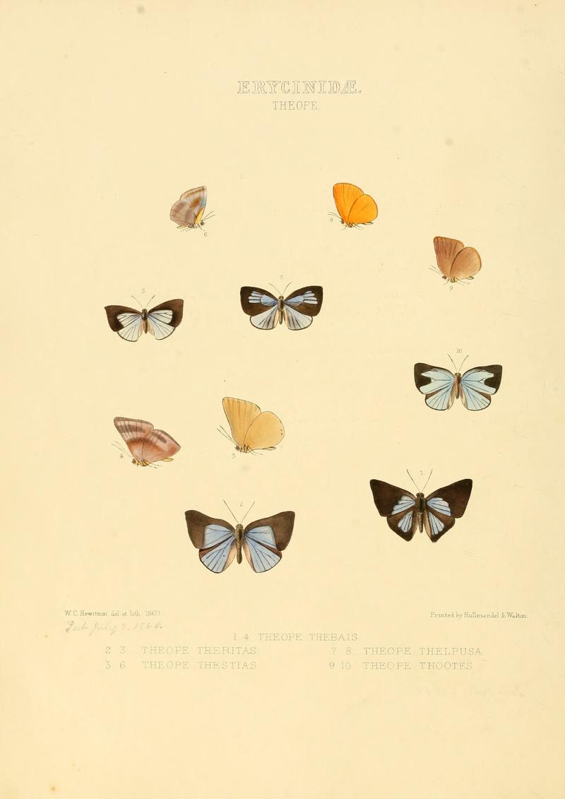 Illustrations of new species of exotic butterflies Theope