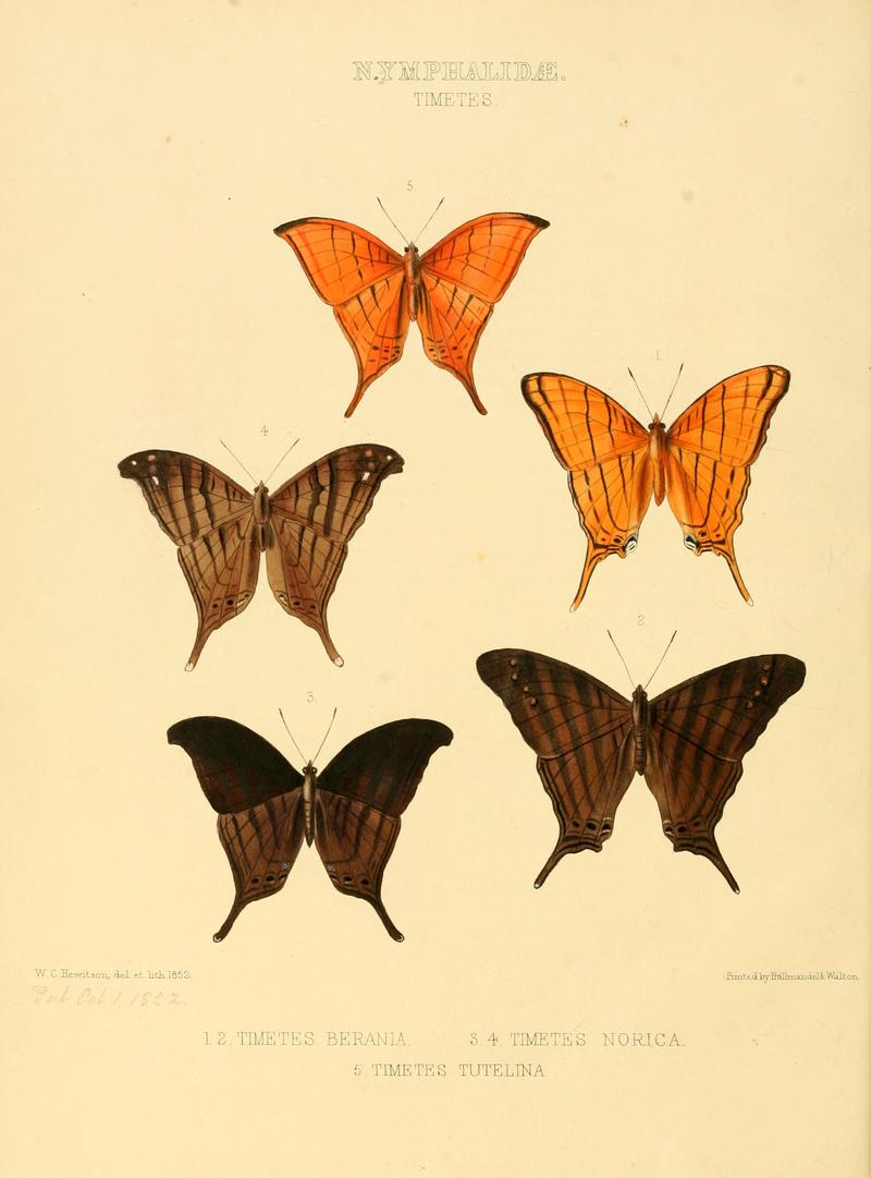 Illustrations of new species of exotic butterflies Timetes