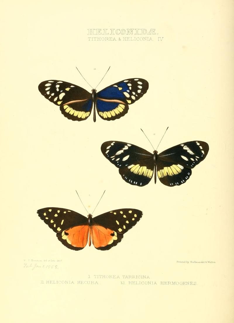 Illustrations of new species of exotic butterflies Tithorea & Heliconia IV
