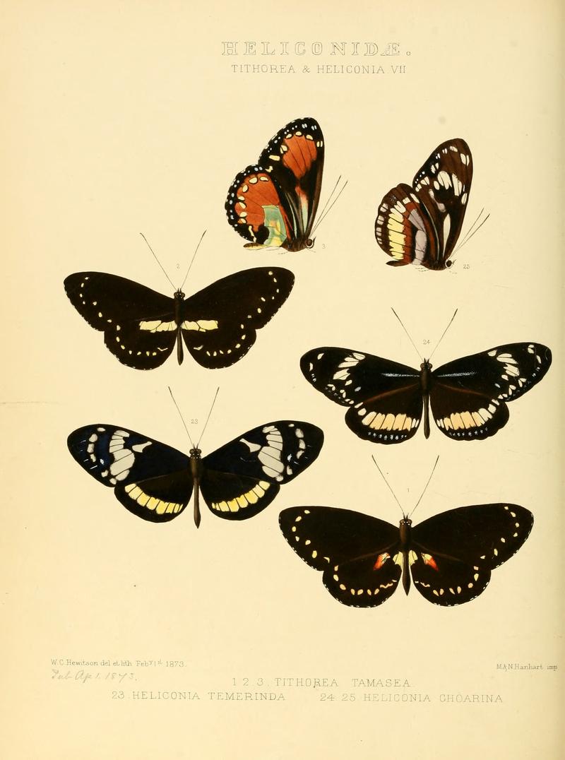 Illustrations of new species of exotic butterflies Tithorea & Heliconia VII