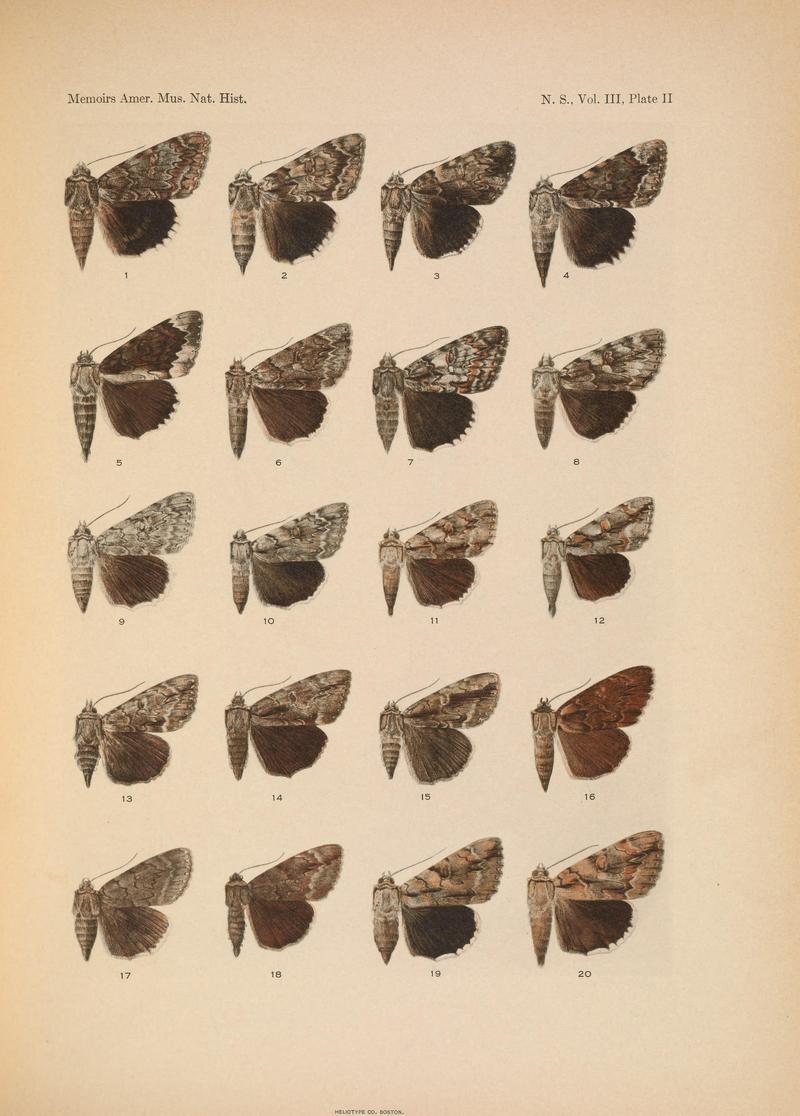Illustrations of the North American species of the genus Catocala (N. S., Vol. III, Plate II) BHL38534322