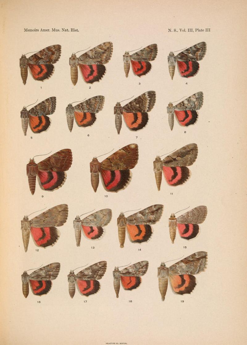 Illustrations of the North American species of the genus Catocala (N. S., Vol. III, Plate III) BHL38534326