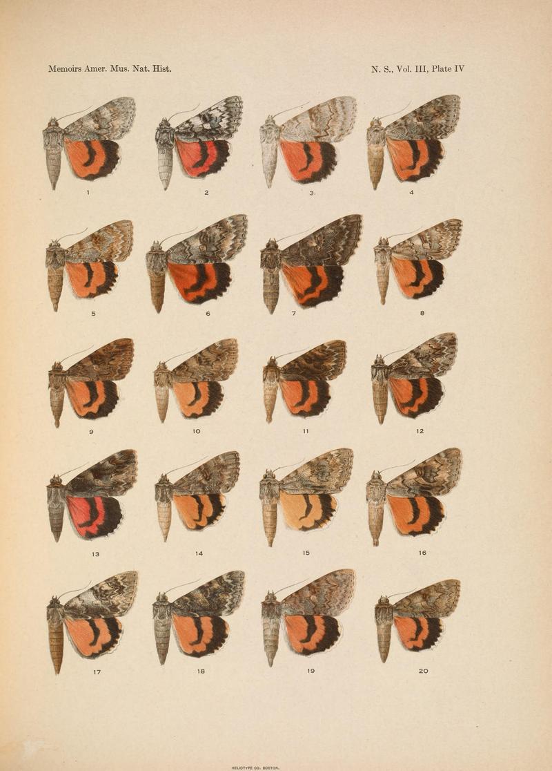 Illustrations of the North American species of the genus Catocala (N. S., Vol. III, Plate IV) BHL38534330