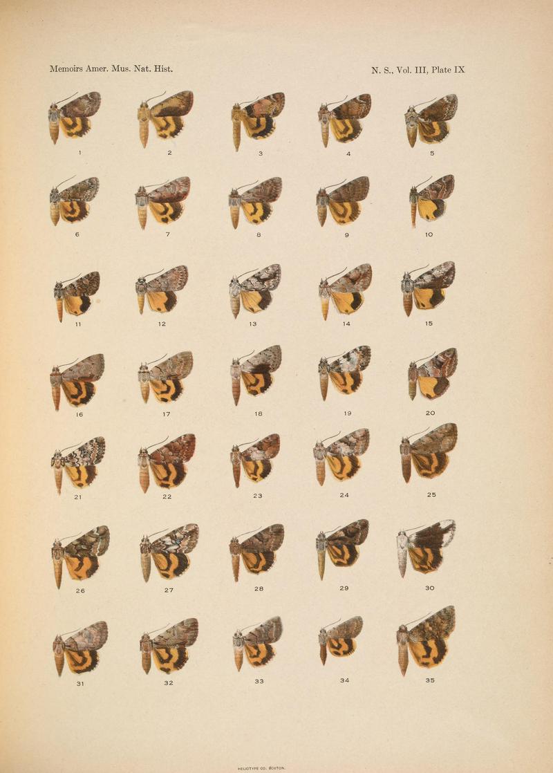 Illustrations of the North American species of the genus Catocala (N. S., Vol. III, Plate IX) BHL38534388