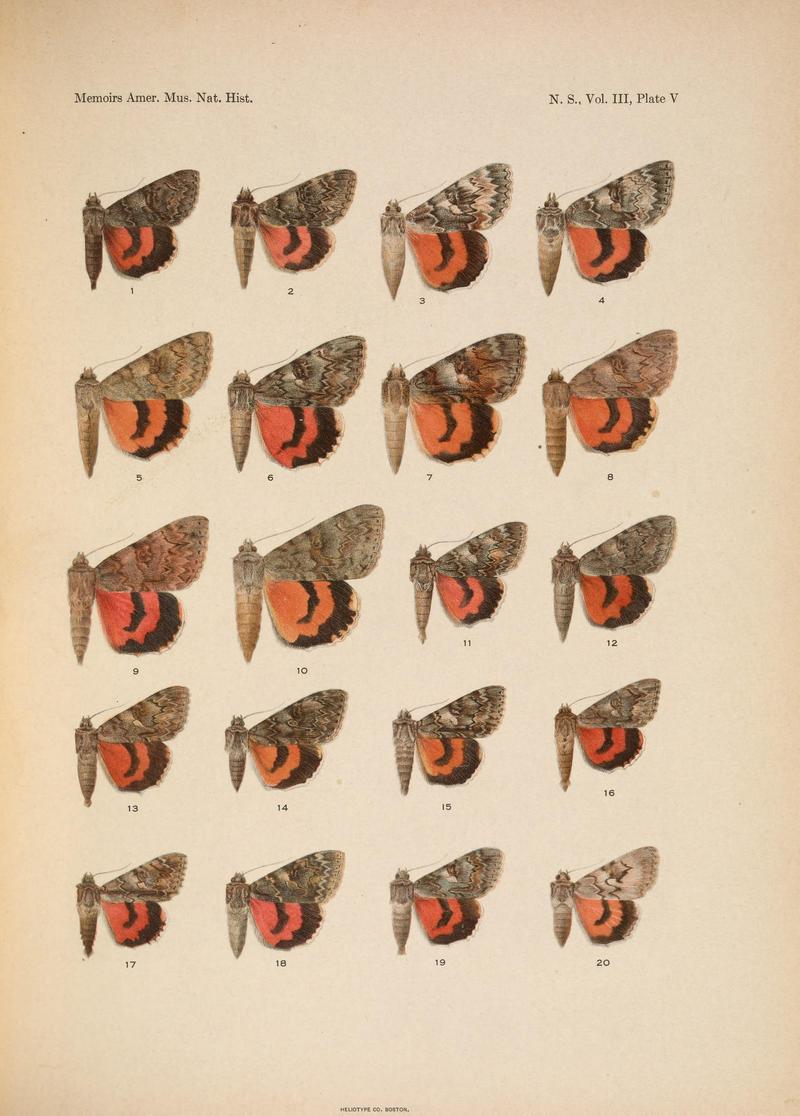 Illustrations of the North American species of the genus Catocala (N. S., Vol. III, Plate V) BHL38534372