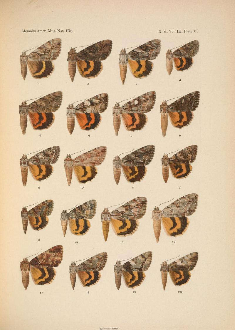 Illustrations of the North American species of the genus Catocala (N. S., Vol. III, Plate VI) BHL38534376