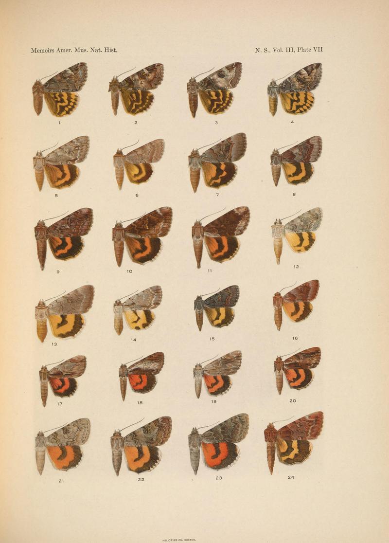 Illustrations of the North American species of the genus Catocala (N. S., Vol. III, Plate VII) BHL38534380