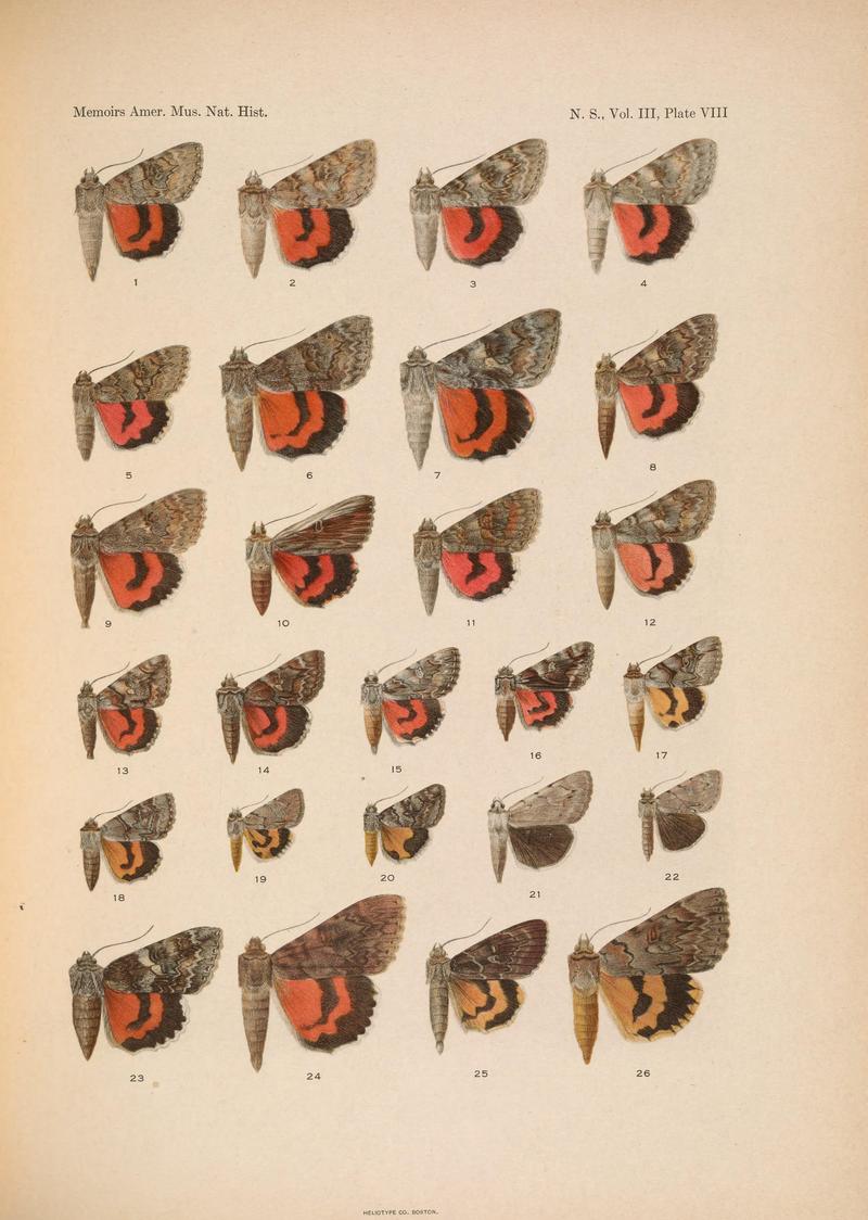 Illustrations of the North American species of the genus Catocala (N. S., Vol. III, Plate VIII) BHL38534384