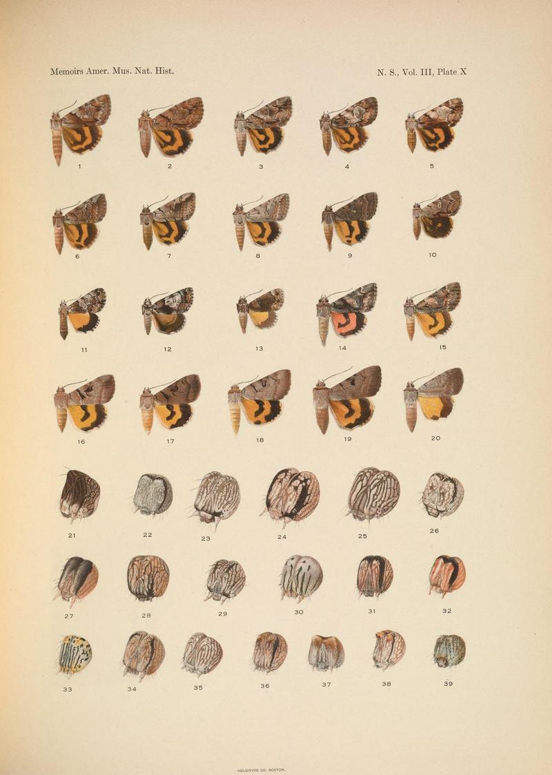 Illustrations of the North American species of the genus Catocala (N. S., Vol. III, Plate X) BHL38534392