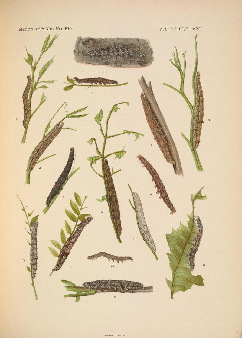 Illustrations of the North American species of the genus Catocala (N. S., Vol. III, Plate XI) BHL38534396
