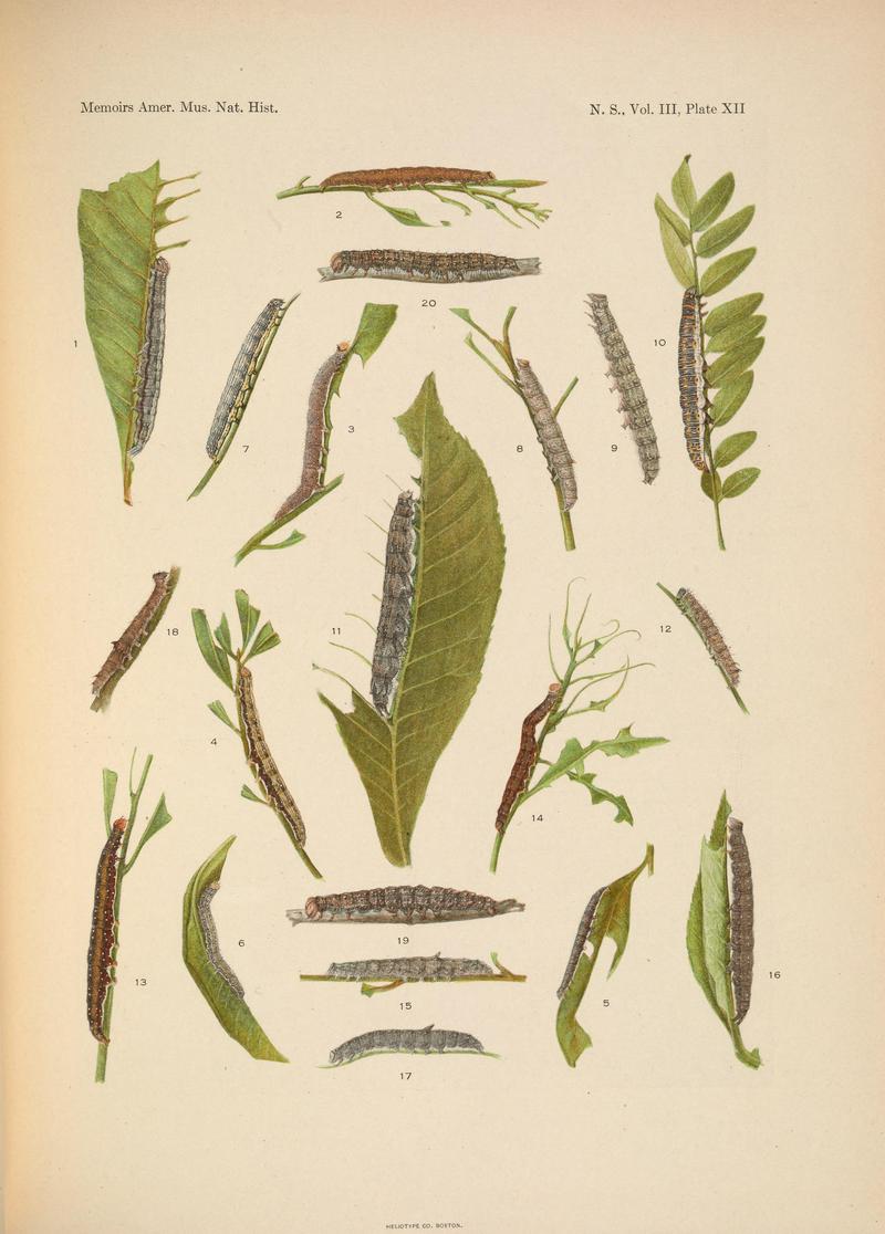 Illustrations of the North American species of the genus Catocala (N. S., Vol. III, Plate XII) BHL38534400
