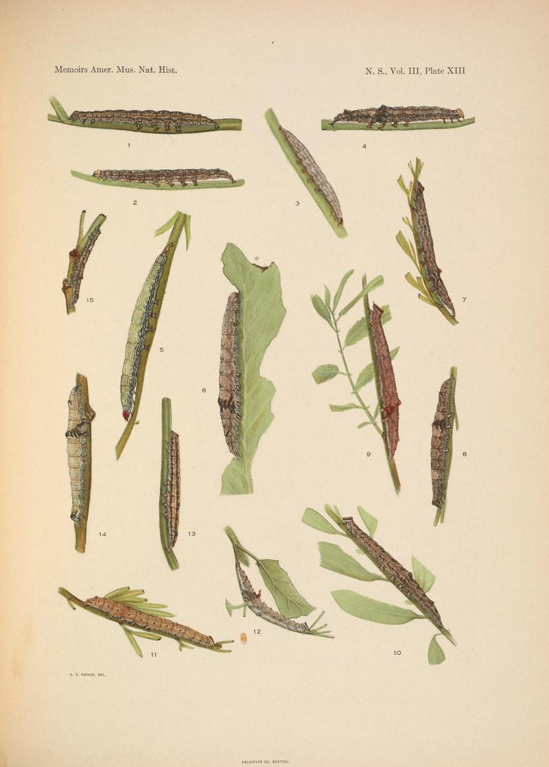Illustrations of the North American species of the genus Catocala (N. S., Vol. III, Plate XIII) BHL38534404