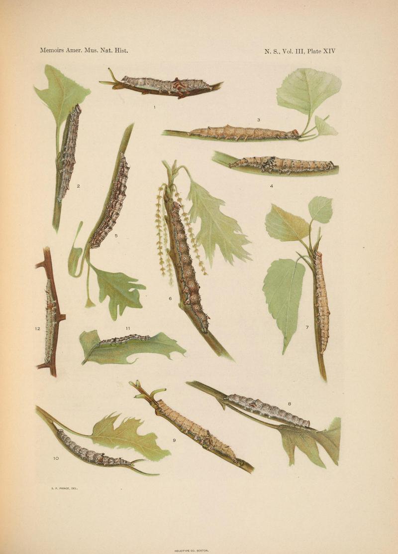 Illustrations of the North American species of the genus Catocala (N. S., Vol. III, Plate XIV) BHL38534408
