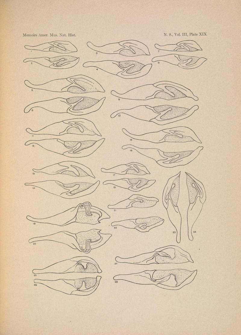 Illustrations of the North American species of the genus Catocala (N. S., Vol. III, Plate XIX) (6979023261)