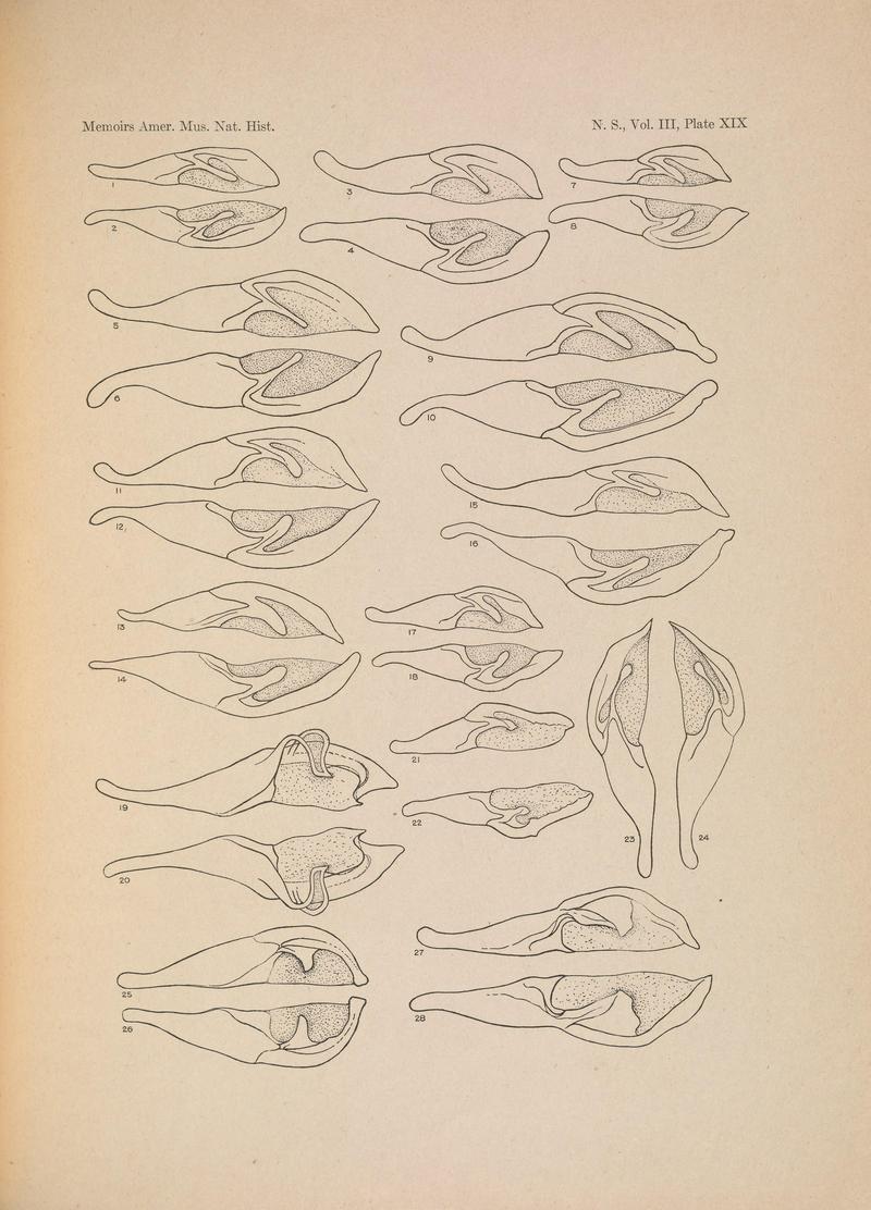 Illustrations of the North American species of the genus Catocala (N. S., Vol. III, Plate XIX) BHL38534428
