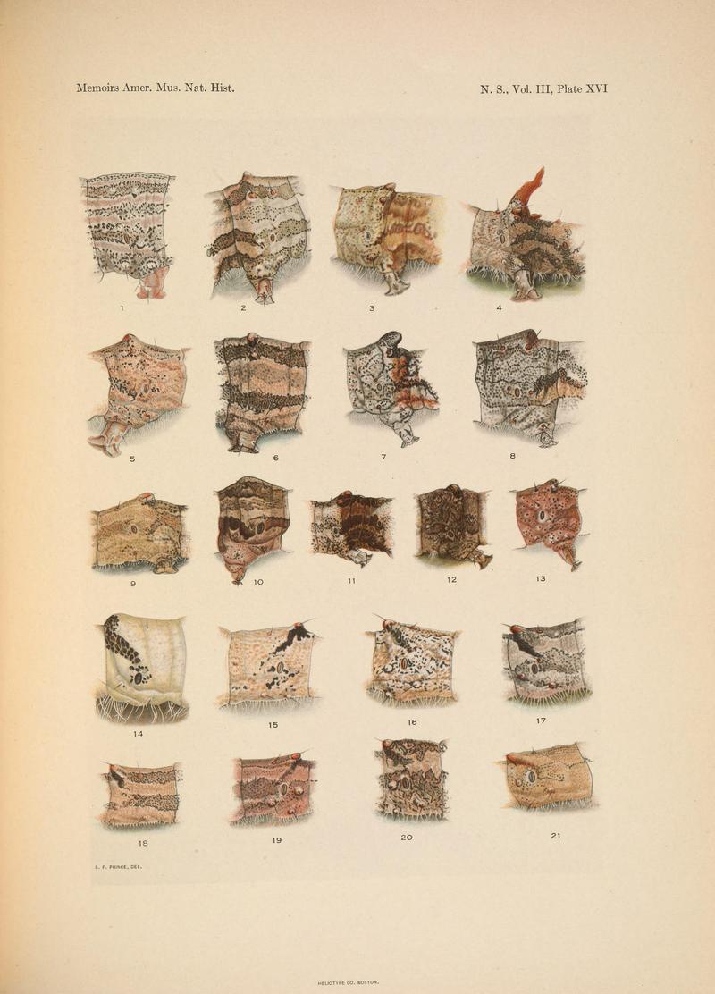 Illustrations of the North American species of the genus Catocala (N. S., Vol. III, Plate XVI) BHL38534416