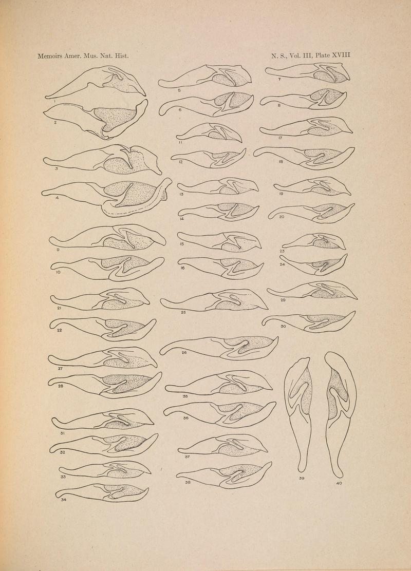 Illustrations of the North American species of the genus Catocala (N. S., Vol. III, Plate XVIII) BHL38534424
