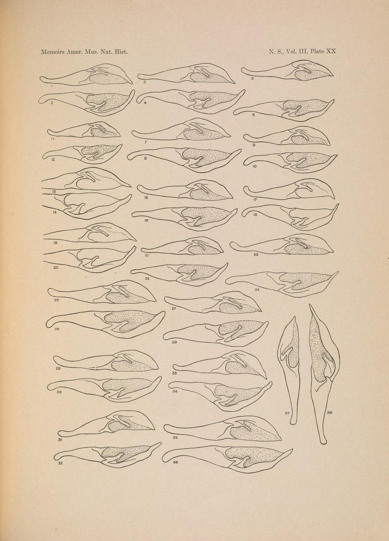 Illustrations of the North American species of the genus Catocala (N. S., Vol. III, Plate XX) BHL38534432