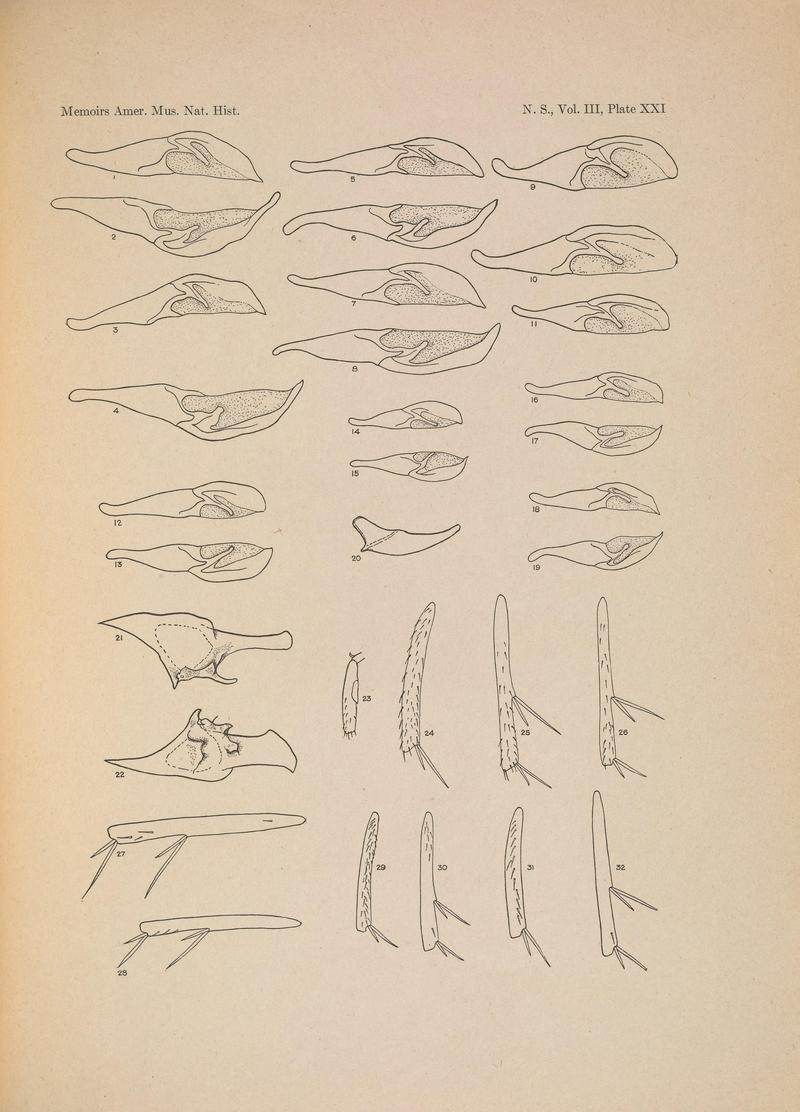 Illustrations of the North American species of the genus Catocala (N. S., Vol. III, Plate XXI) BHL38534436