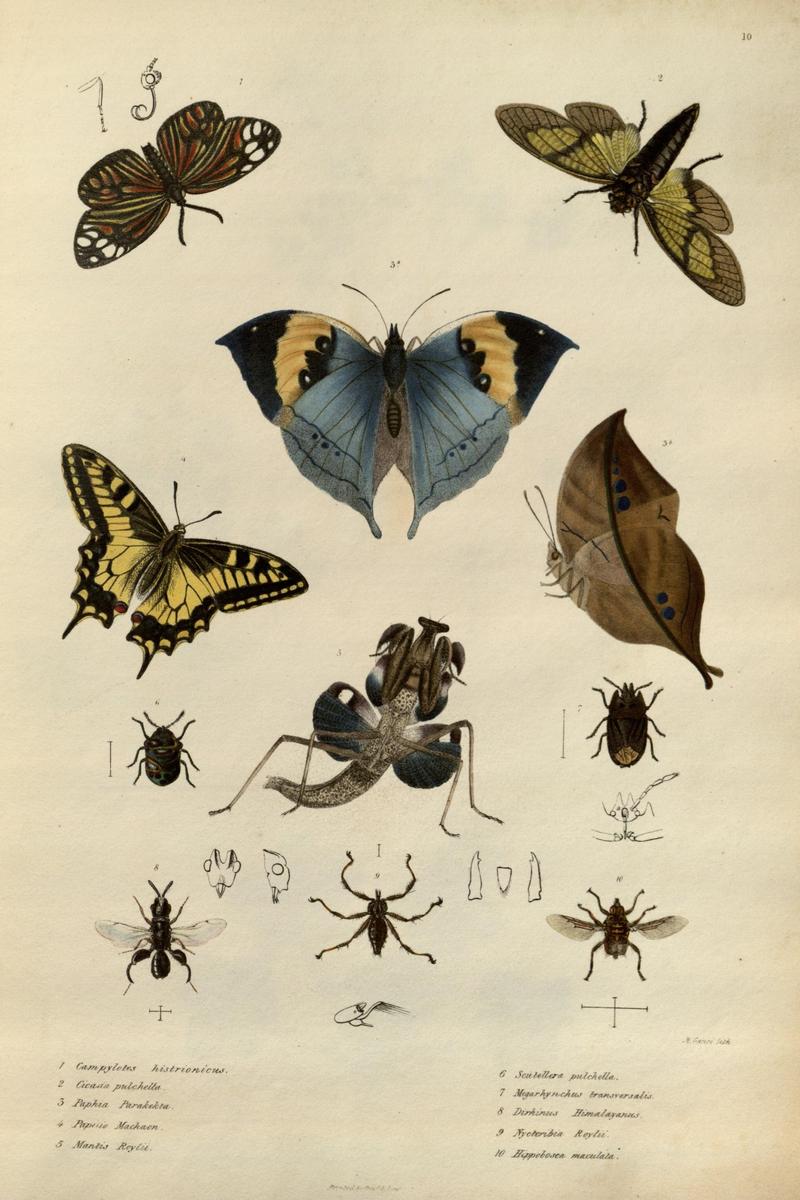 Illustrations of the botany and other branches of the natural history of the Himalayan Mountains (Pl. 10) (6981964050)