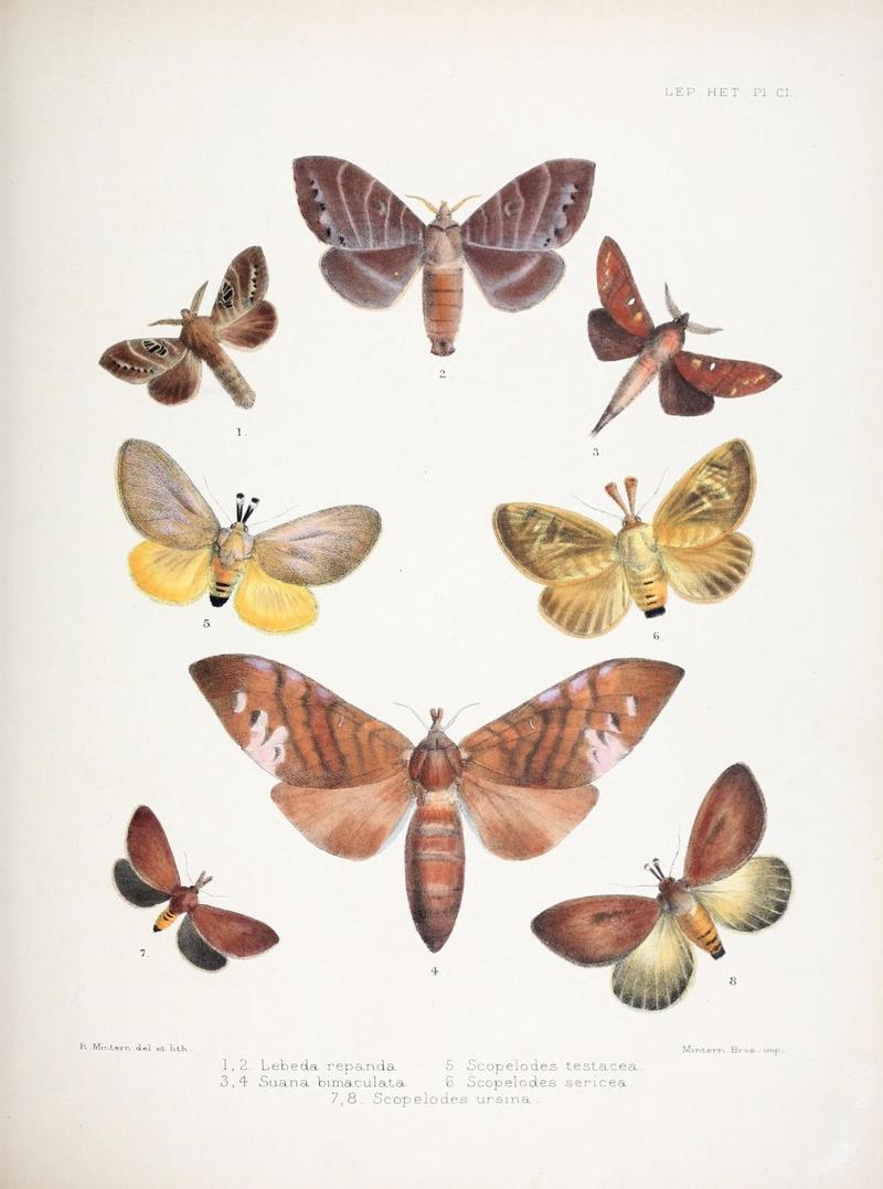 Illustrations of typical specimens of Lepidoptera Heterocera in the collection of the British Museum (Pl. CI) (9006382494)