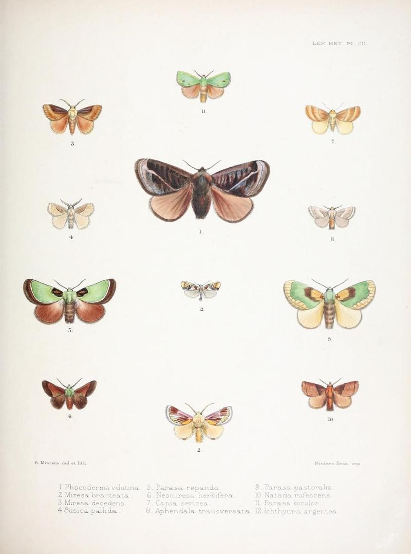 Illustrations of typical specimens of Lepidoptera Heterocera in the collection of the British Museum (Pl. CII) (9005203571)
