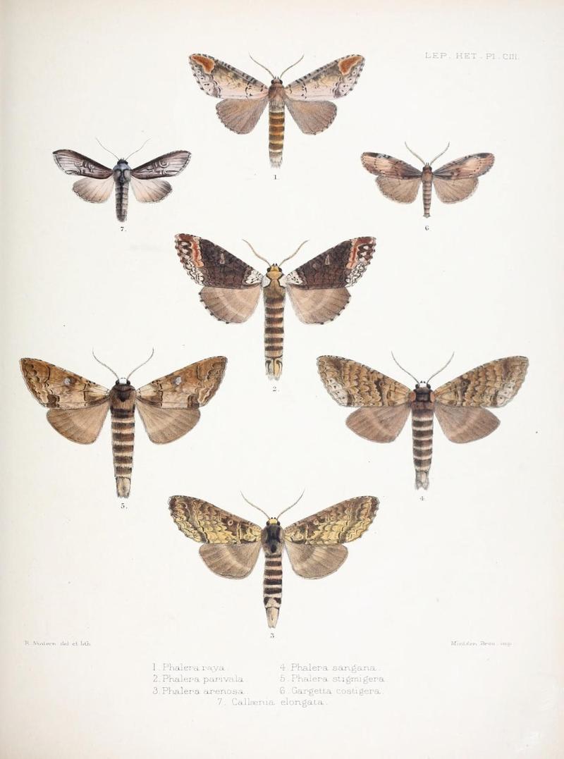 Illustrations of typical specimens of Lepidoptera Heterocera in the collection of the British Museum (Pl. CIII) (9005204361)