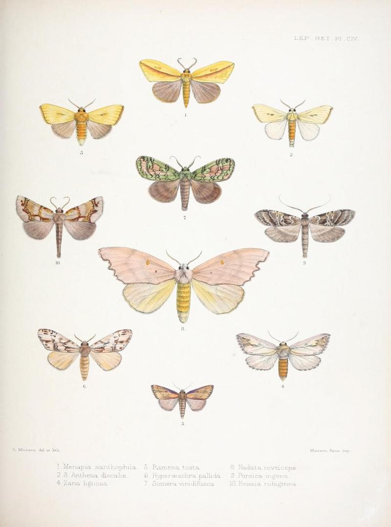 Illustrations of typical specimens of Lepidoptera Heterocera in the collection of the British Museum (Pl. CIV) (9005205247)