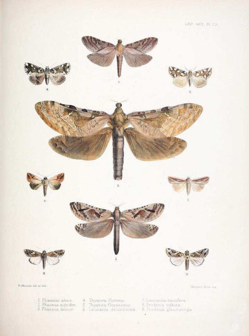 Illustrations of typical specimens of Lepidoptera Heterocera in the collection of the British Museum (Pl. CIX) (9006388942)